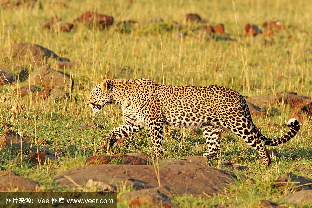 非洲豹队夺得胜利,创下历史纪录令人惊叹 非洲豹队夺得胜利,创下历史纪录令人惊叹